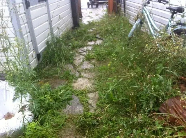 A narrow outdoor pathway with overgrown grass and weeds on each side, flanked by white fence panels, with a bicycle leaning against the fence on the right side.