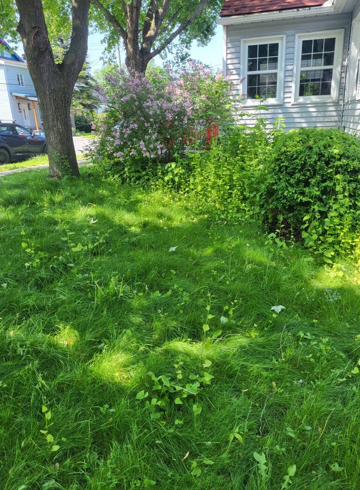 A grassy yard with a large tree, flowering shrub, and bushes near the side of a house with gray siding and white window frames.