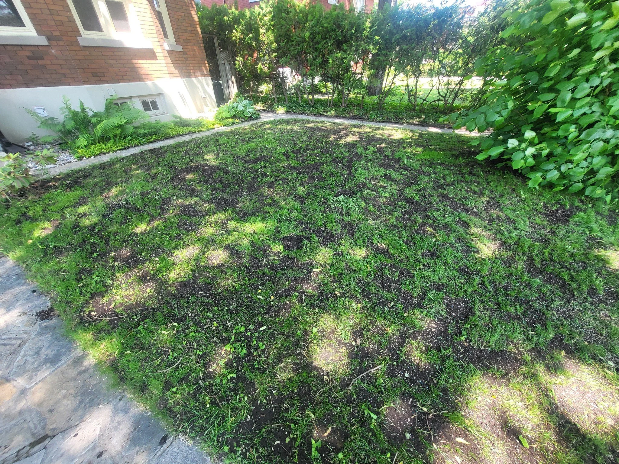 A small patch of lawn with dark soil and green grass, bordered by a stone walkway on the left and dense green shrubbery on the right, in a residential yard.