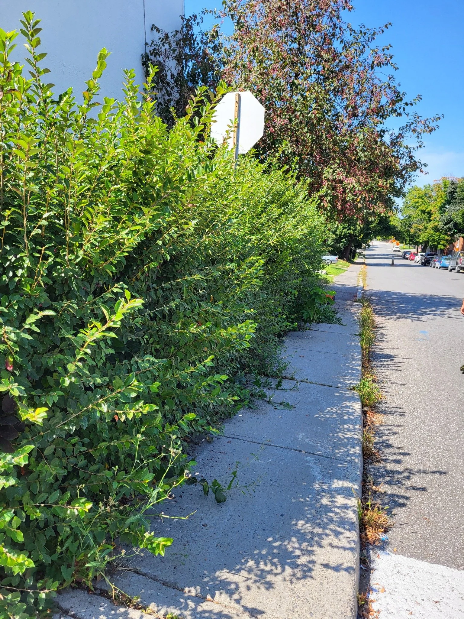 Sidewalk beside a green bush on a sunny street with a stop sign and trees in the background