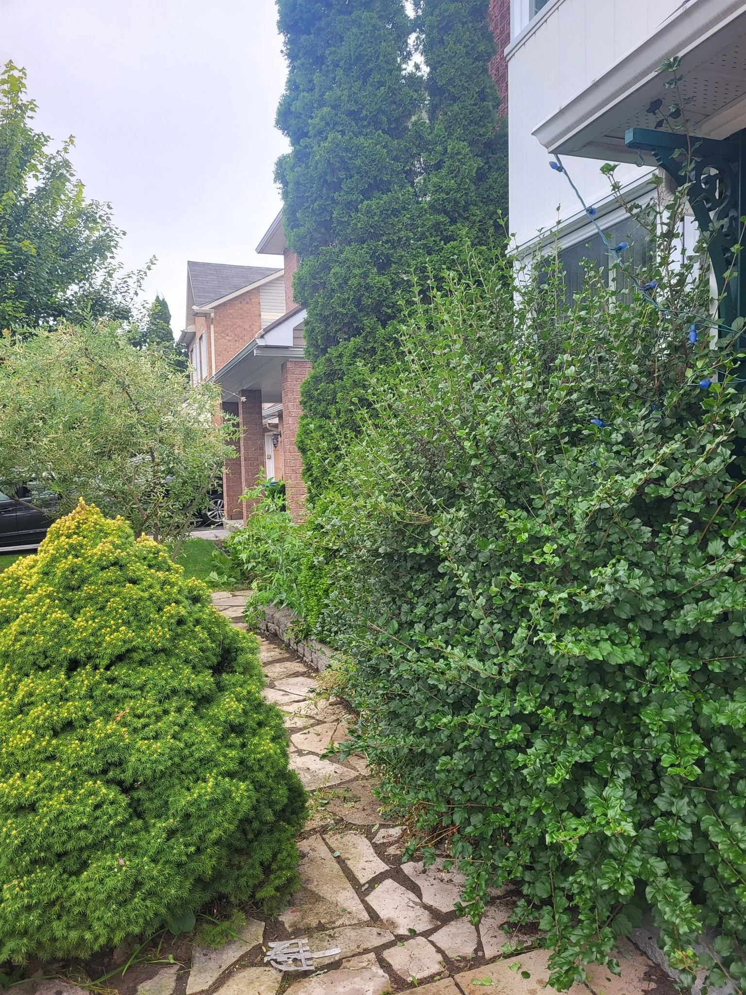 A narrow stone pathway bordered by lush green bushes and trees, leading to residential buildings with brick and white siding.