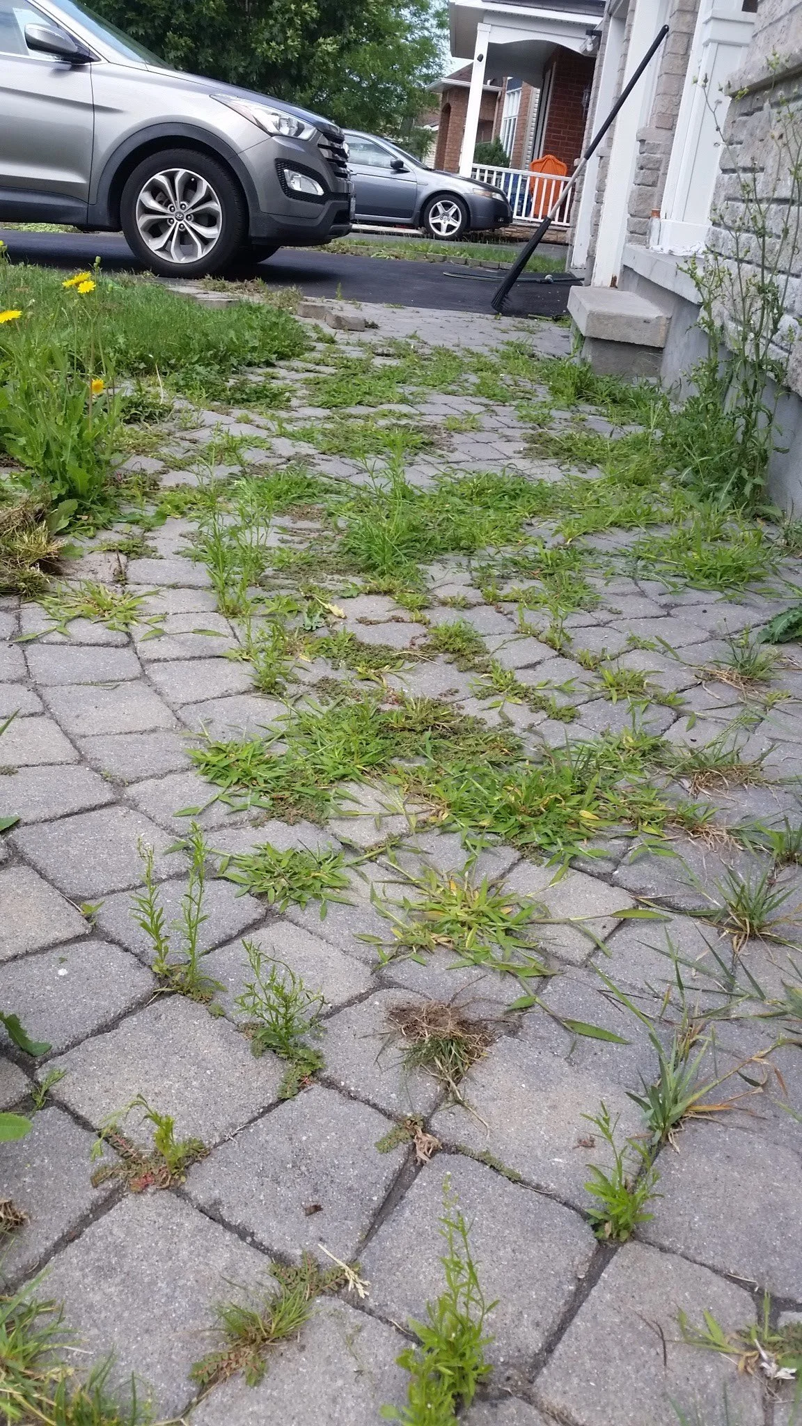 A driveway made of interlocking gray pavers with grass and weeds growing between the stones