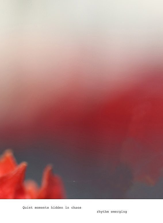 Red Colour Field Botanical Photography | Abstract Art