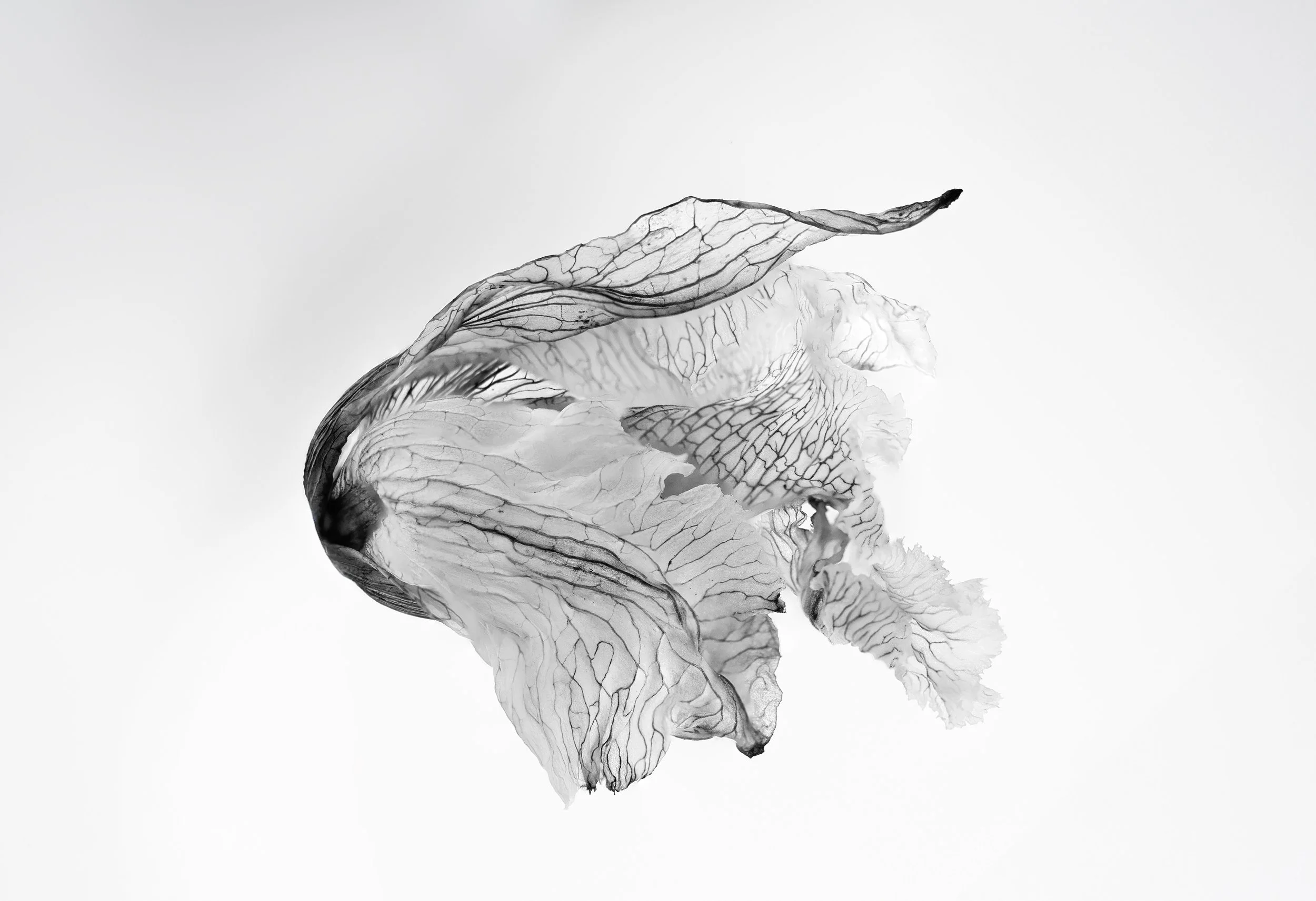 Veyra (flower bulb floating)  w162.69 cm x h 111.5 cm copy.jpg