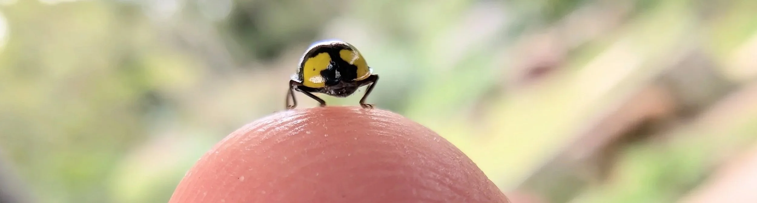A close-up of a small ladybug with a yellow and black spotted shell on the tip of a finger, with a blurred green background.