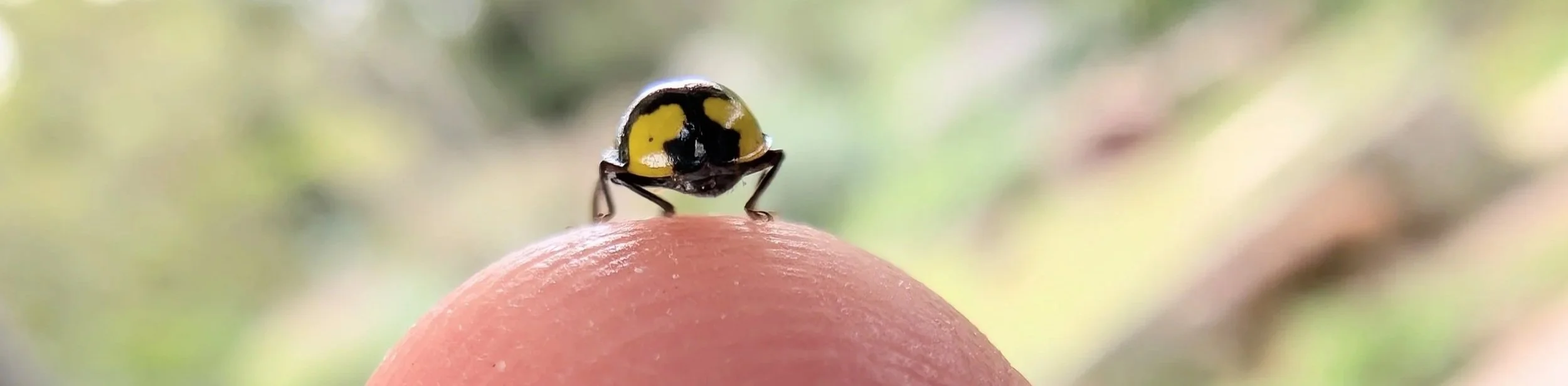 Close-up of a ladybug on the tip of a finger with a blurred natural background.