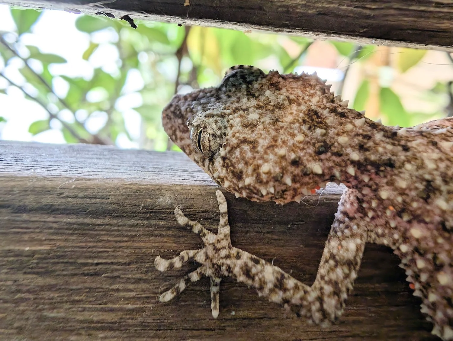 Close-up of a camouflaged gecko on a wooden surface, with green leaves blurred in the background.