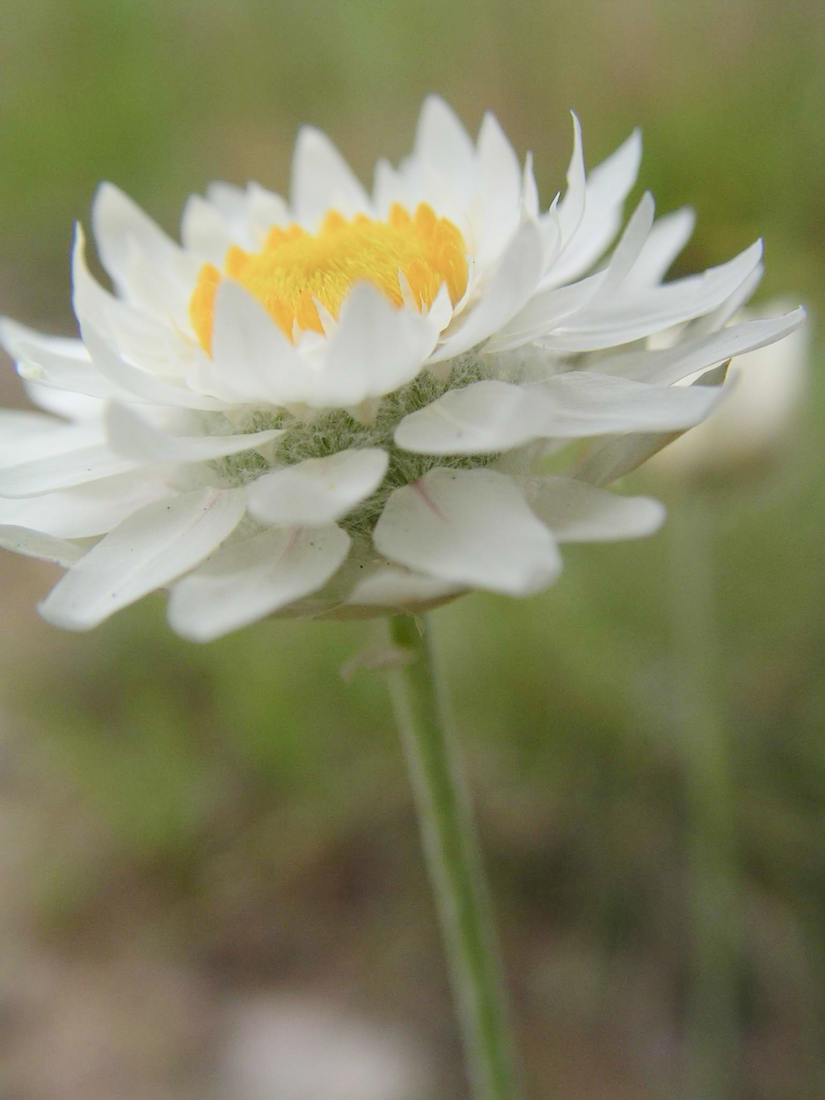 Close-up of a white wildflower with a yellow center, against a blurred green background.
