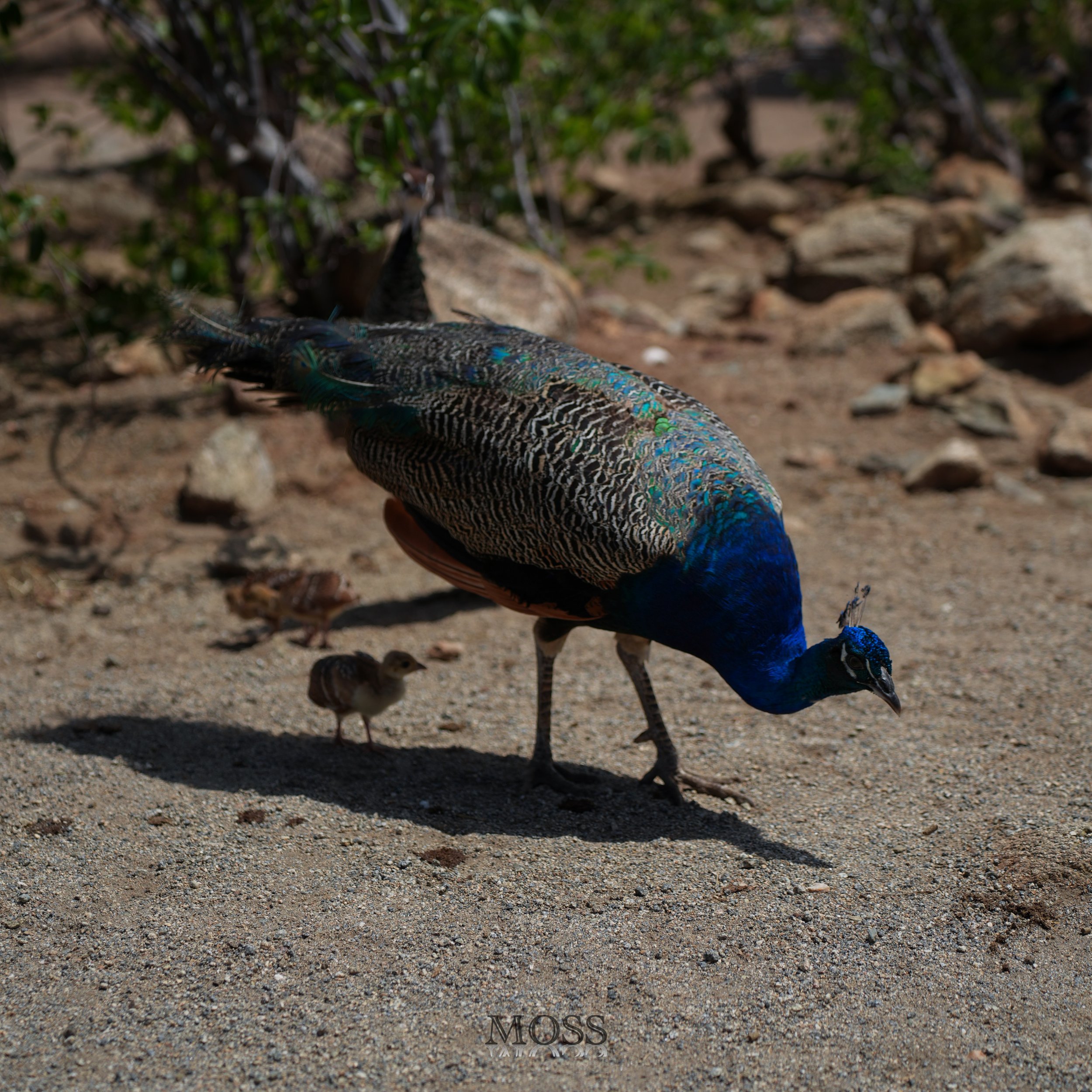 A peacock with iridescent blue and green plumage walking on sandy ground with two small chicks nearby, surrounded by rocks and sparse vegetation.