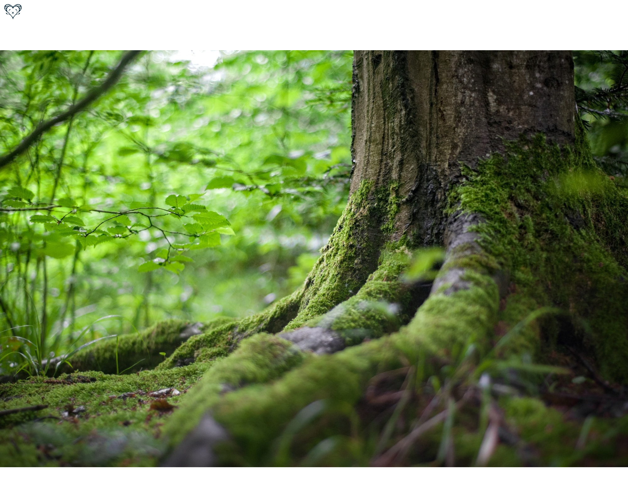 Tree in forest