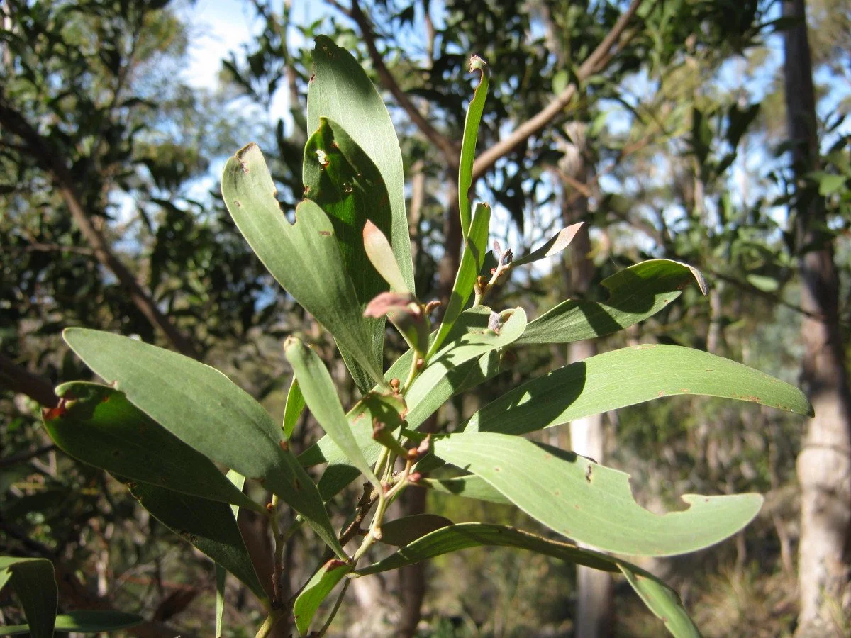 Acacia melanoxylon dry area foliage, Blackwood, beside Mt Stuart Track Knocklofty Reserve