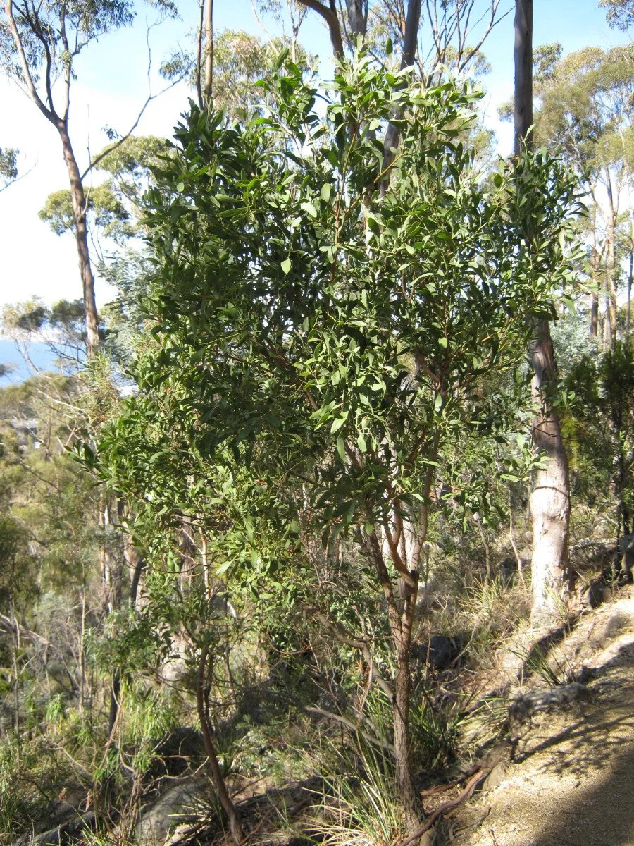 Acacia melanoxylon dry area large bush, Blackwood, beside Mt Stuart Track Knocklofty Reserve