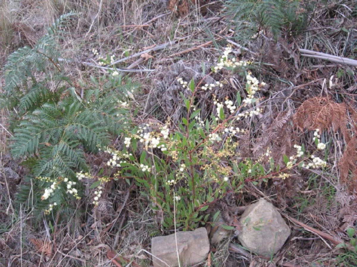 Acacia myrtifolia - Redstem wattle - Main Fire Trail Knocklofty Reserve