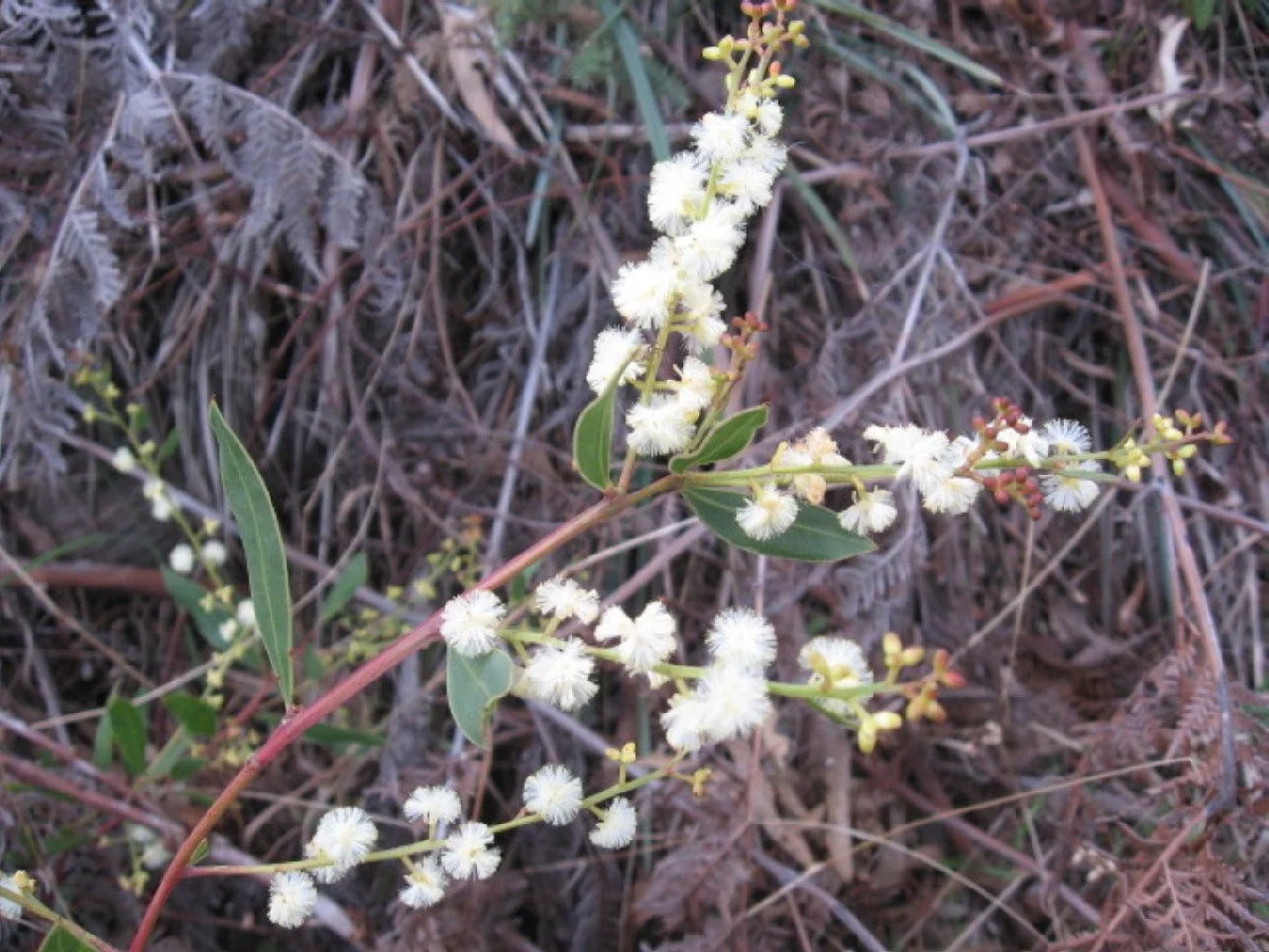 Acacia myrtifolia flowers - Redstem wattle - Main fire trail Knocklofty Reserve