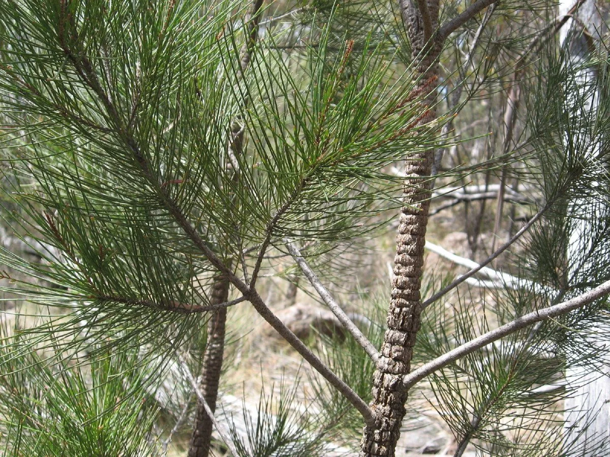 Allocasuarina littoralis foliage and bark - Black She-oak - near Knocklofty summit