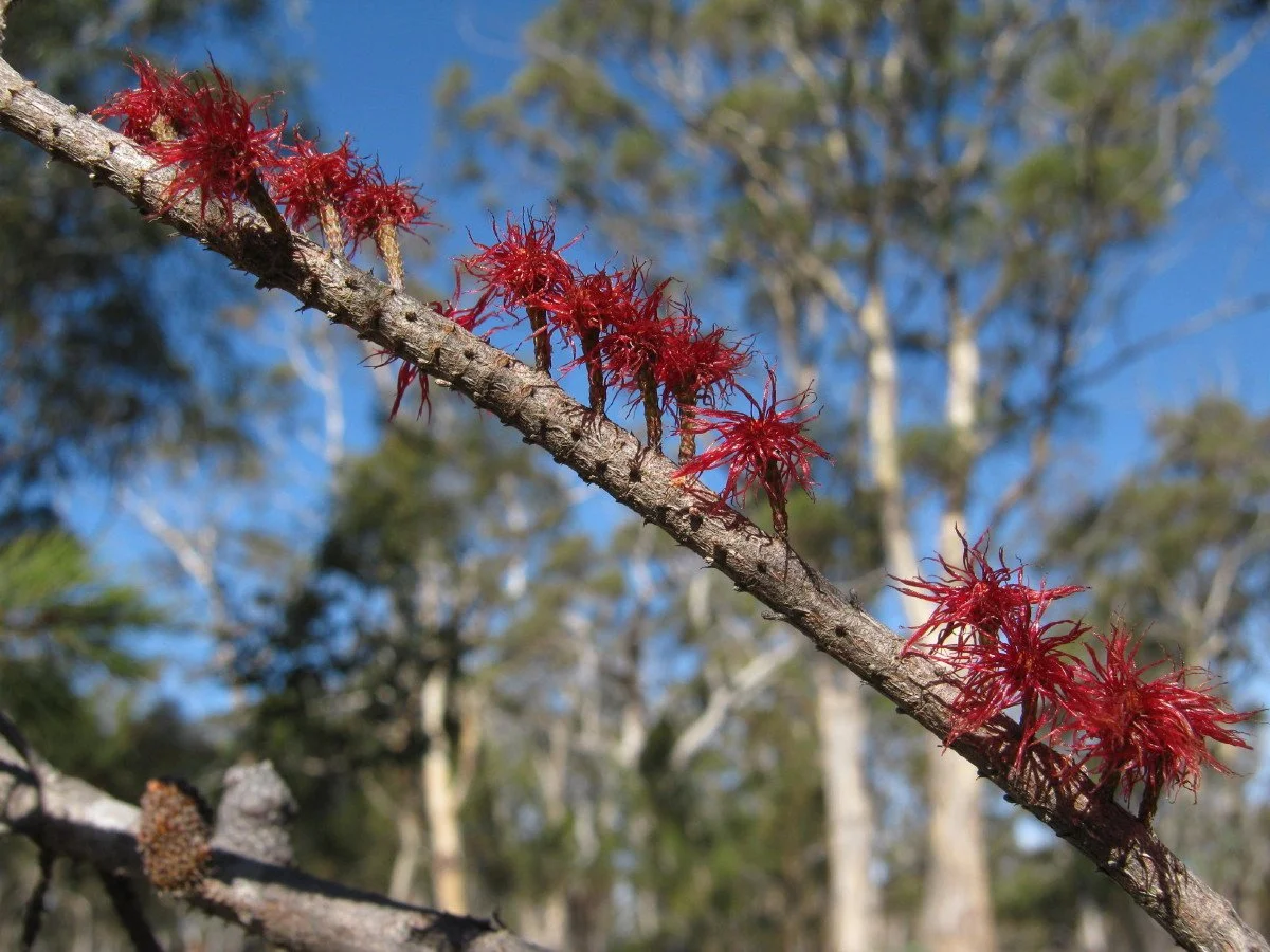 Allocasuarina littoralis male flowers, Black sheoak, Summit Loop Track near summit KLR