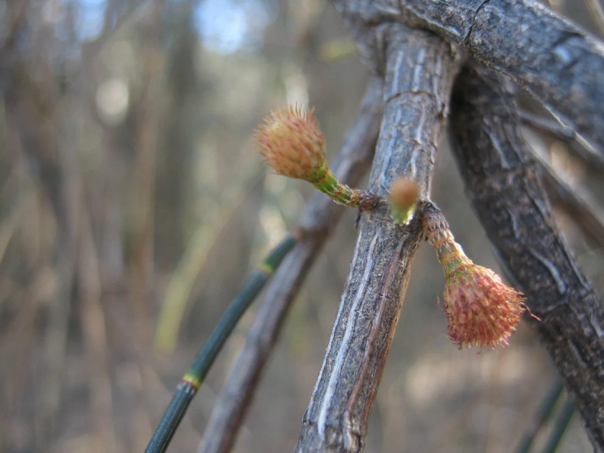 Allocasuarina verticillata female flowers, Drooping sheoak, Forest Road carpark KLR