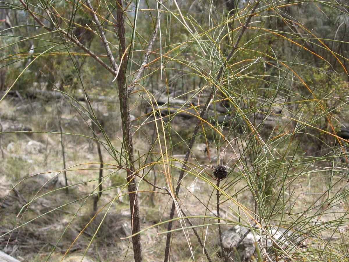 Allocasuarina verticillata foliage and bark - Drooping She-oak - near Knocklofty summit