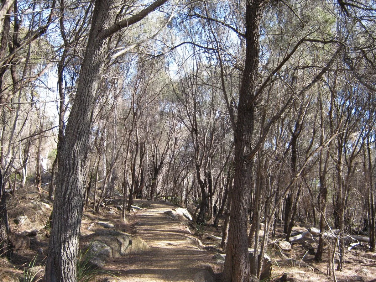 Allocasuarina verticillata grove, Drooping sheoak, Summit Loop Track KLR