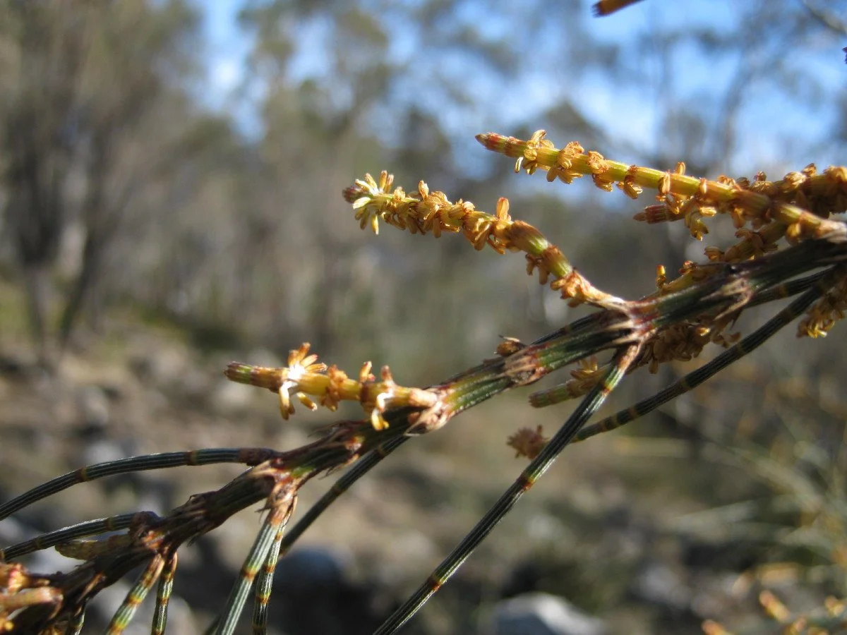 Allocasuarina verticillata male flowers, Drooping sheoak, Summit Loop Track KLR
