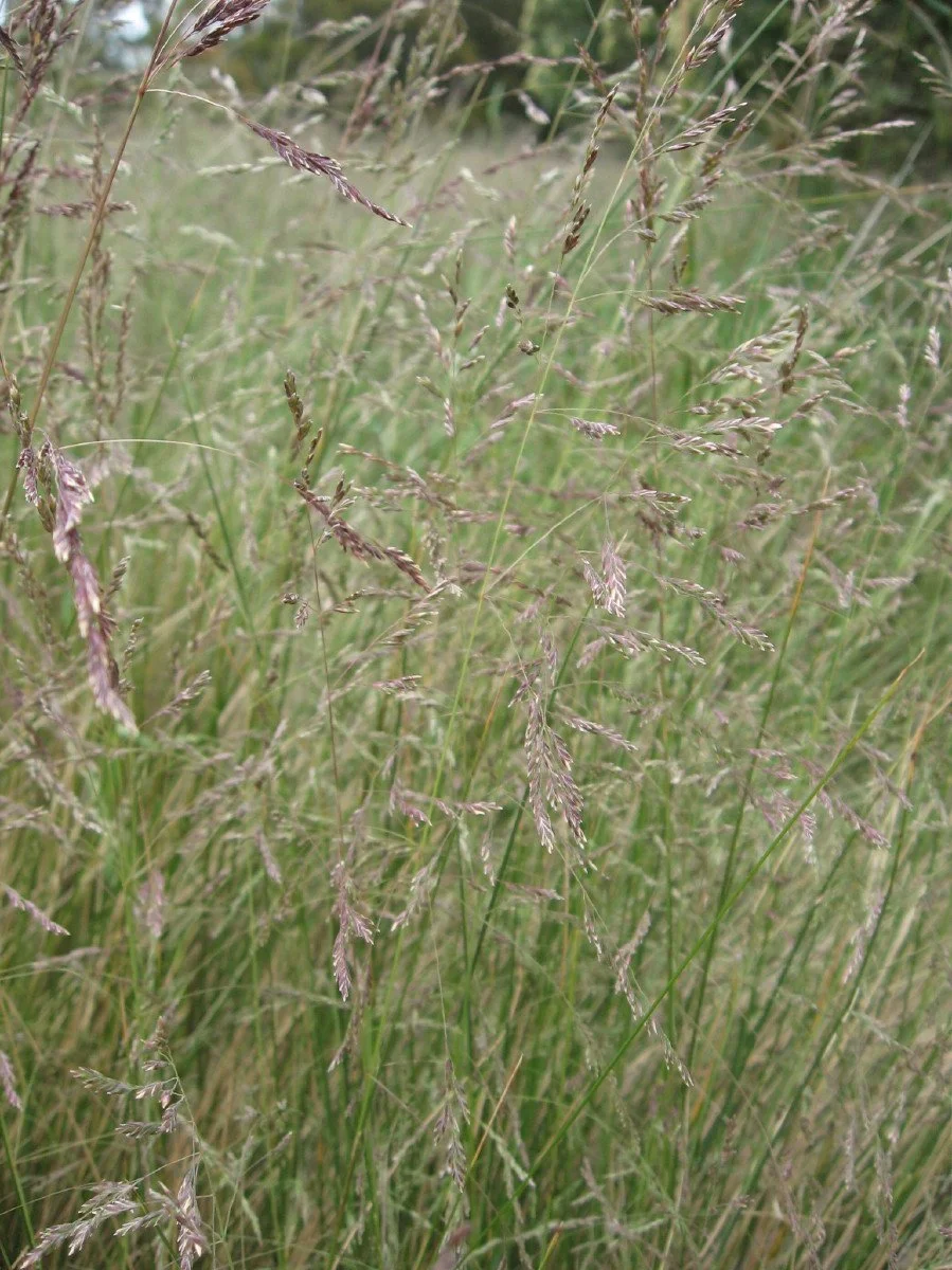 Austrodanthonia induta seed heads and leaves - Tall Wallaby grass