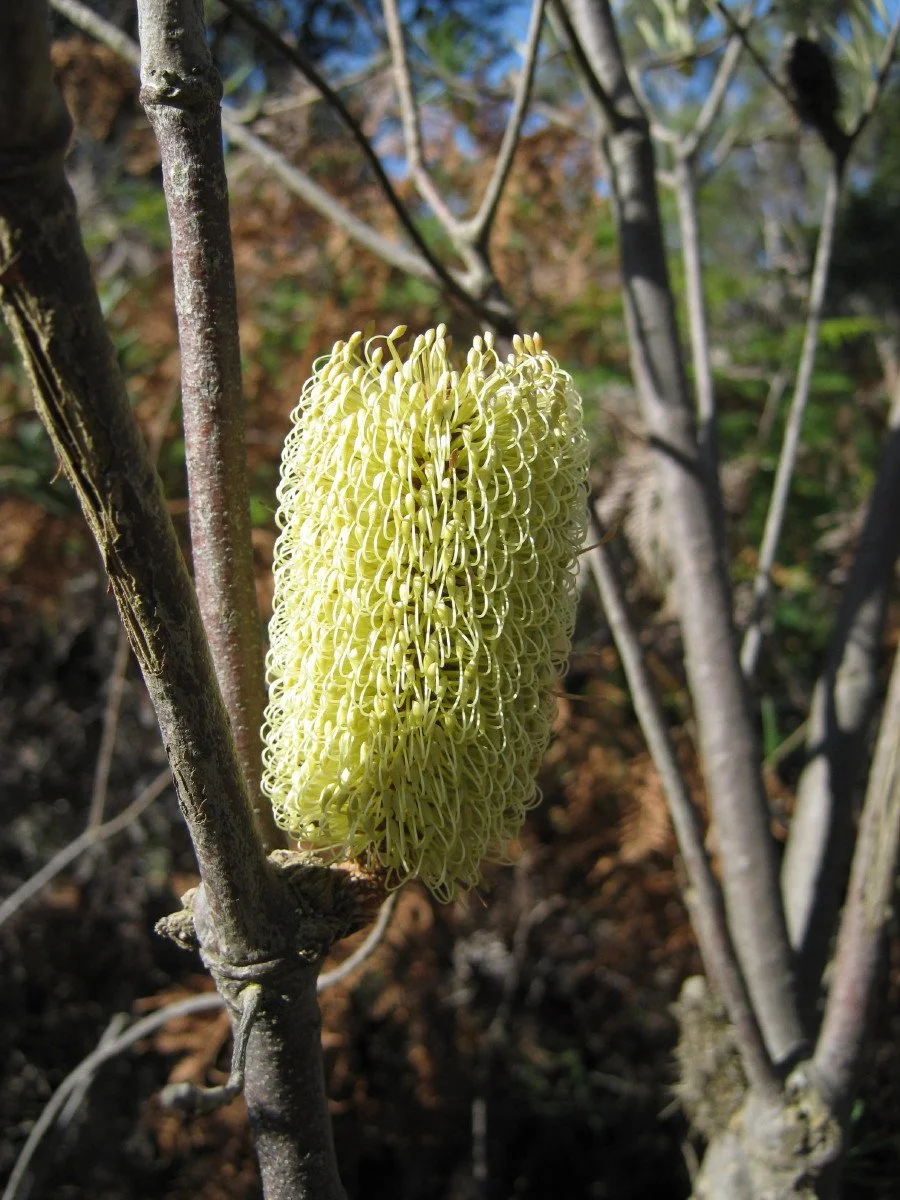 Banksia marginata new flower, Silver banksia, Forest Rd carpark entrance road KLR