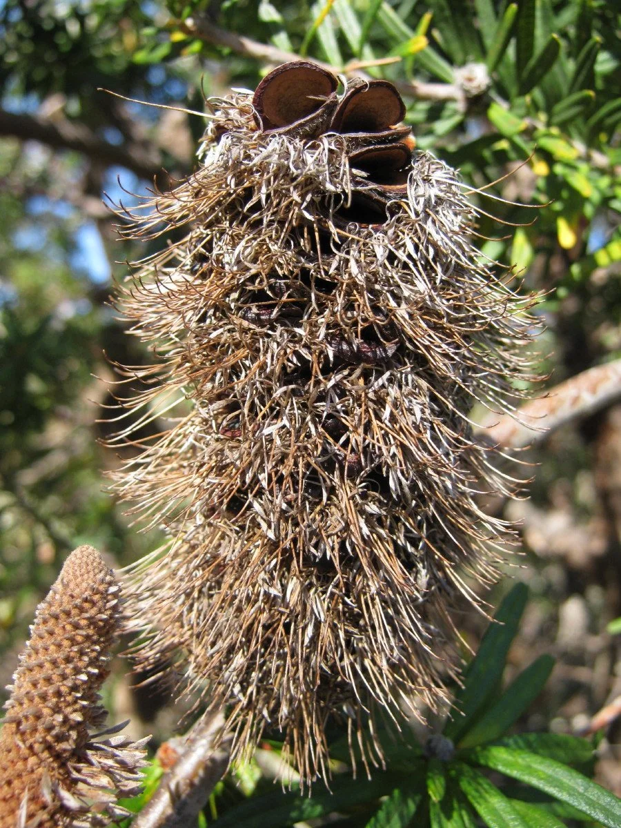 Banksia marginata old fruit, Silver banksia, west of reservoir Knocklofty Reserve