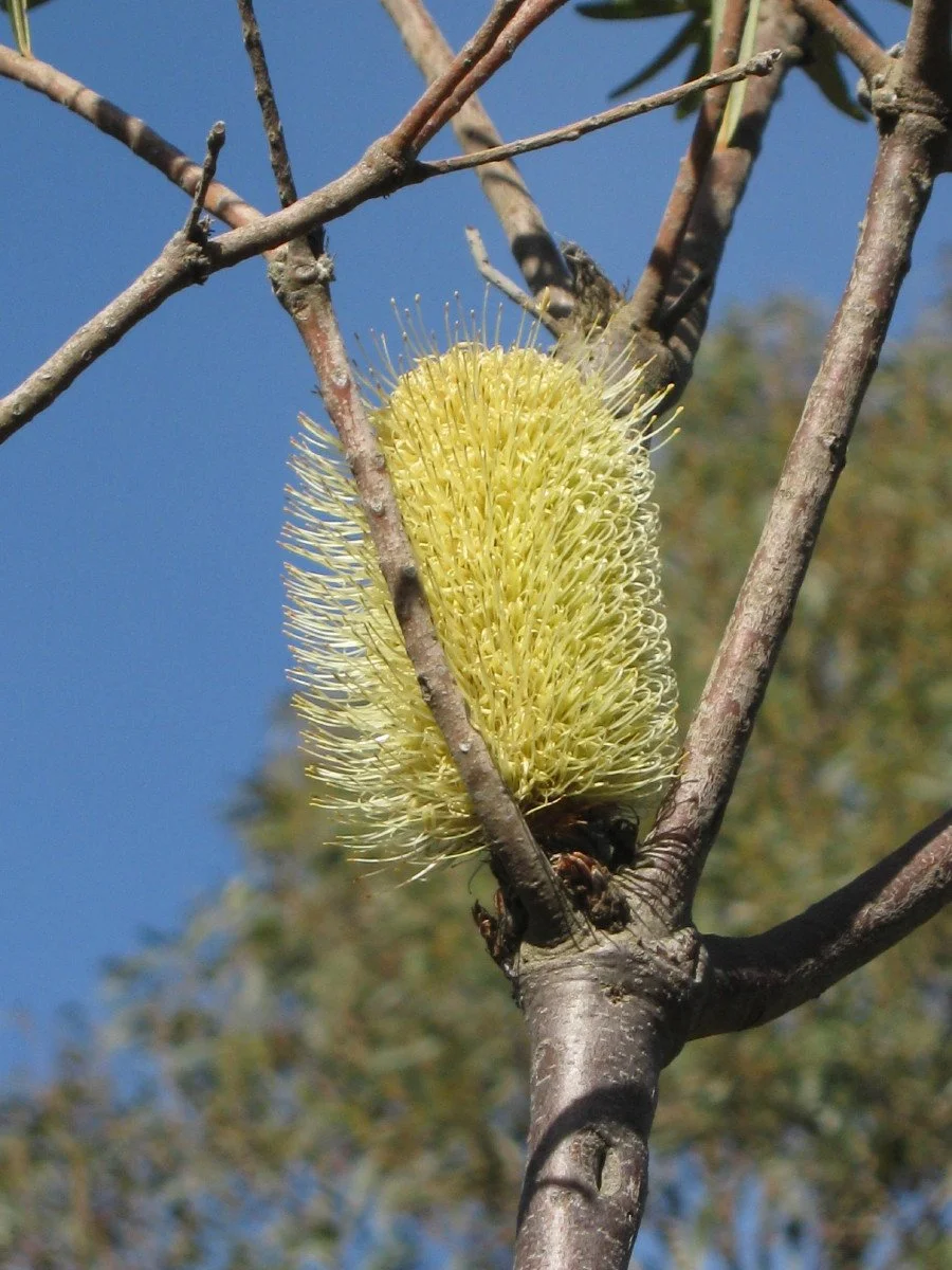 Banksia marginata opening flower, Silver banksia, Forest Rd carpark entrance road KLR
