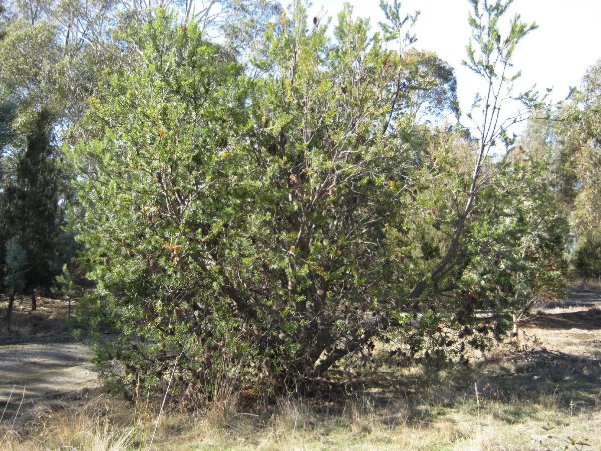 Banksia marginata tree, Silver banksia, west of reservoir Knocklofty Reserve