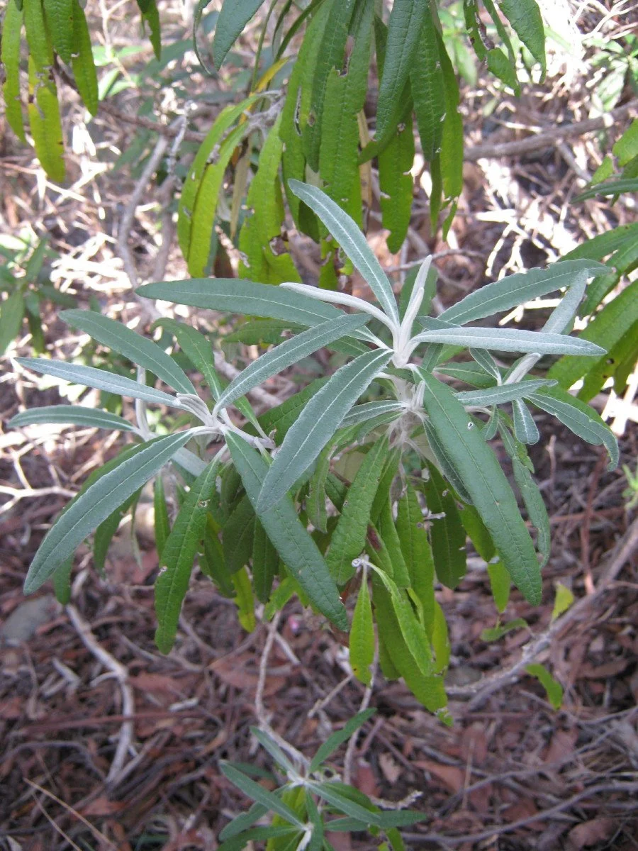 Bedfordia salicina foliage, Blanket leaf, beside Southern Trail Knocklofty Reserve