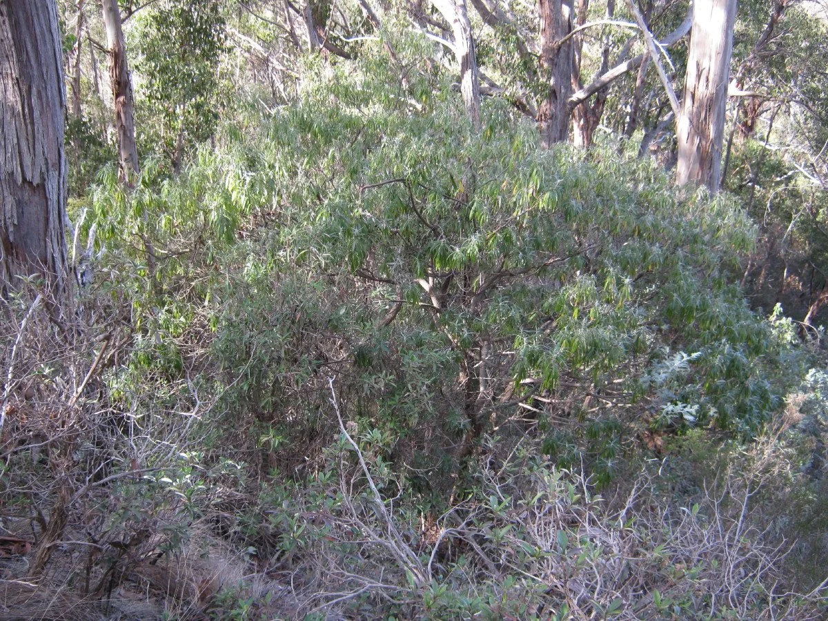 Bedfordia salicina bush, Blanket leaf, beside Southern Trail Knocklofty Reserve