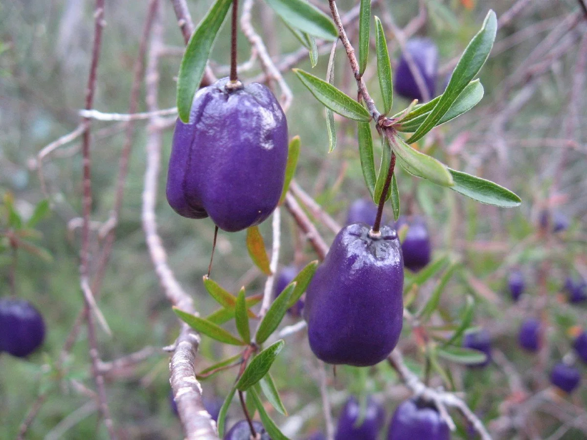 Billardiera longifolia fruit and leaves - Purple Appleberry