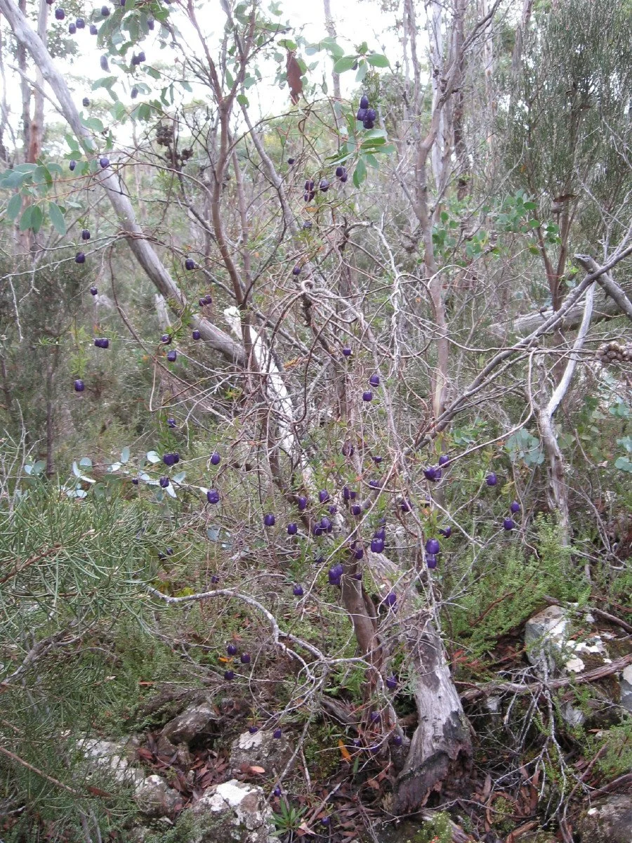 Billardiera longiflora draped through shrub - Purple Appleberry
