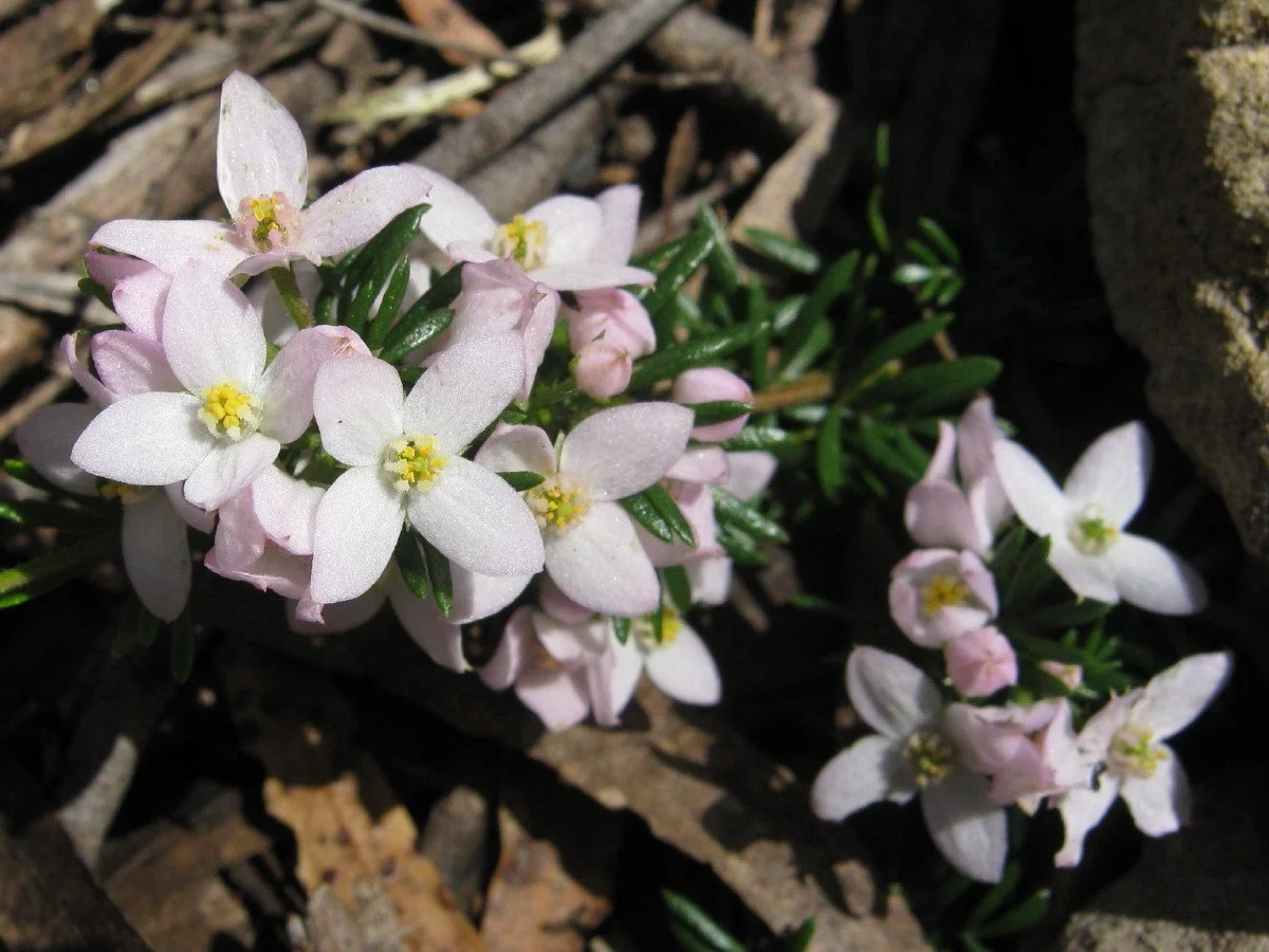 Boronia pilosa var pilosa flora - Hairy Boronia, sandy heath SE of carpark Knocklofty Reserve