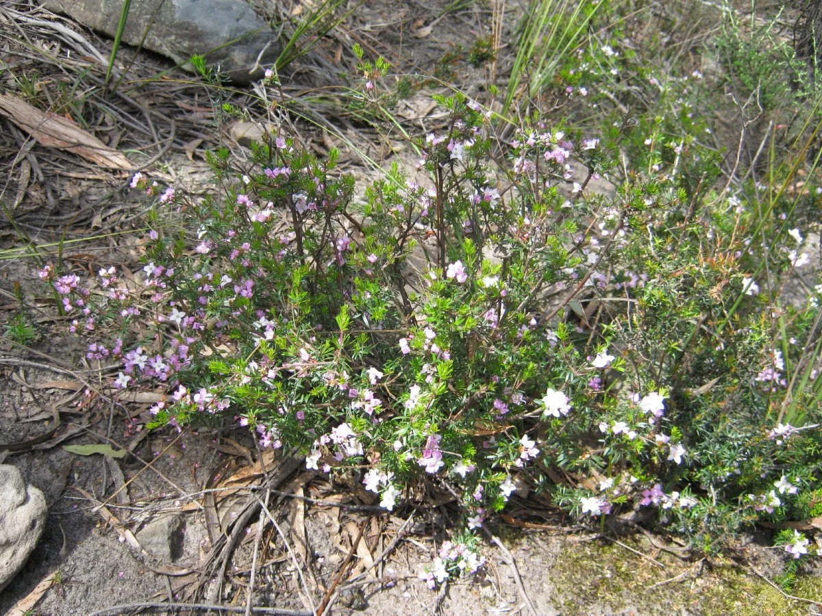 Boronia pilosa var pilosa bush - Hairy Boronia, sandy heath SE of carpark Knocklofty Reserve