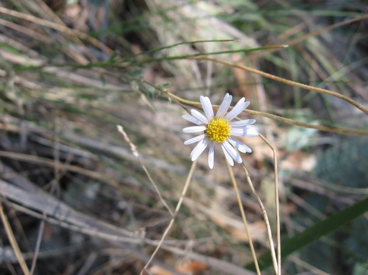 Brachyscome aculeata flower - Hill Daisy - new summit track Knocklofty Reserve