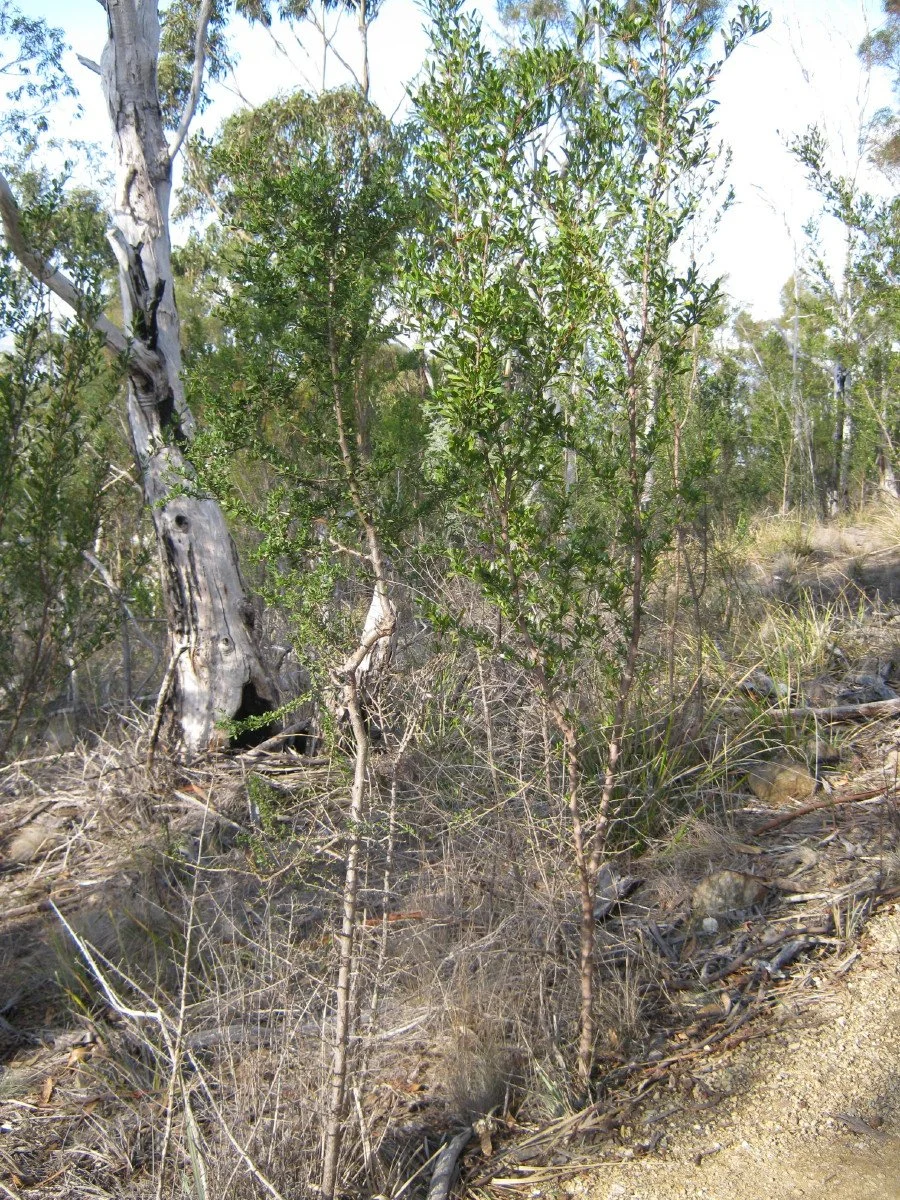 Bursaria spinosa bush, Prickly box, left Dodonea viscosa, Broadleaf hopbush, Mt Stuart Track KLR (Copy)