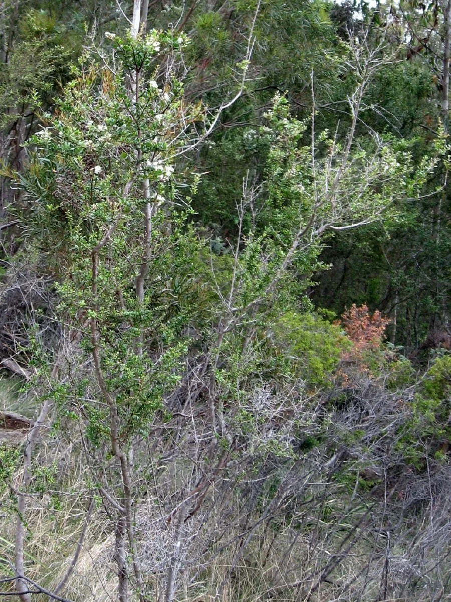 Bursaria spinosa bush, Prickly box, Mt Stuart Track top of steps KLR (Copy)
