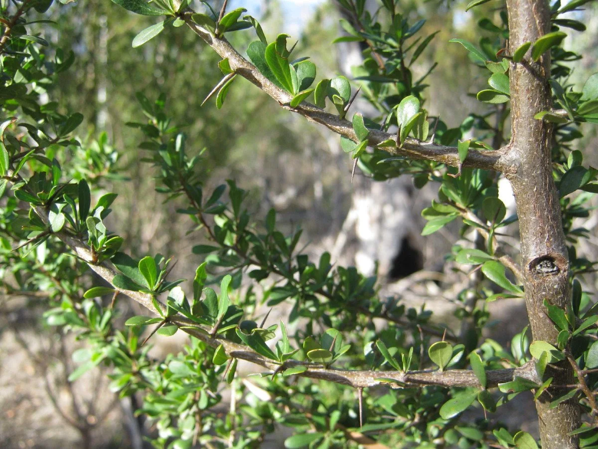 Bursaria spinosa leaves and spines, Prickly box, Fiona Allan track KLR (Copy)