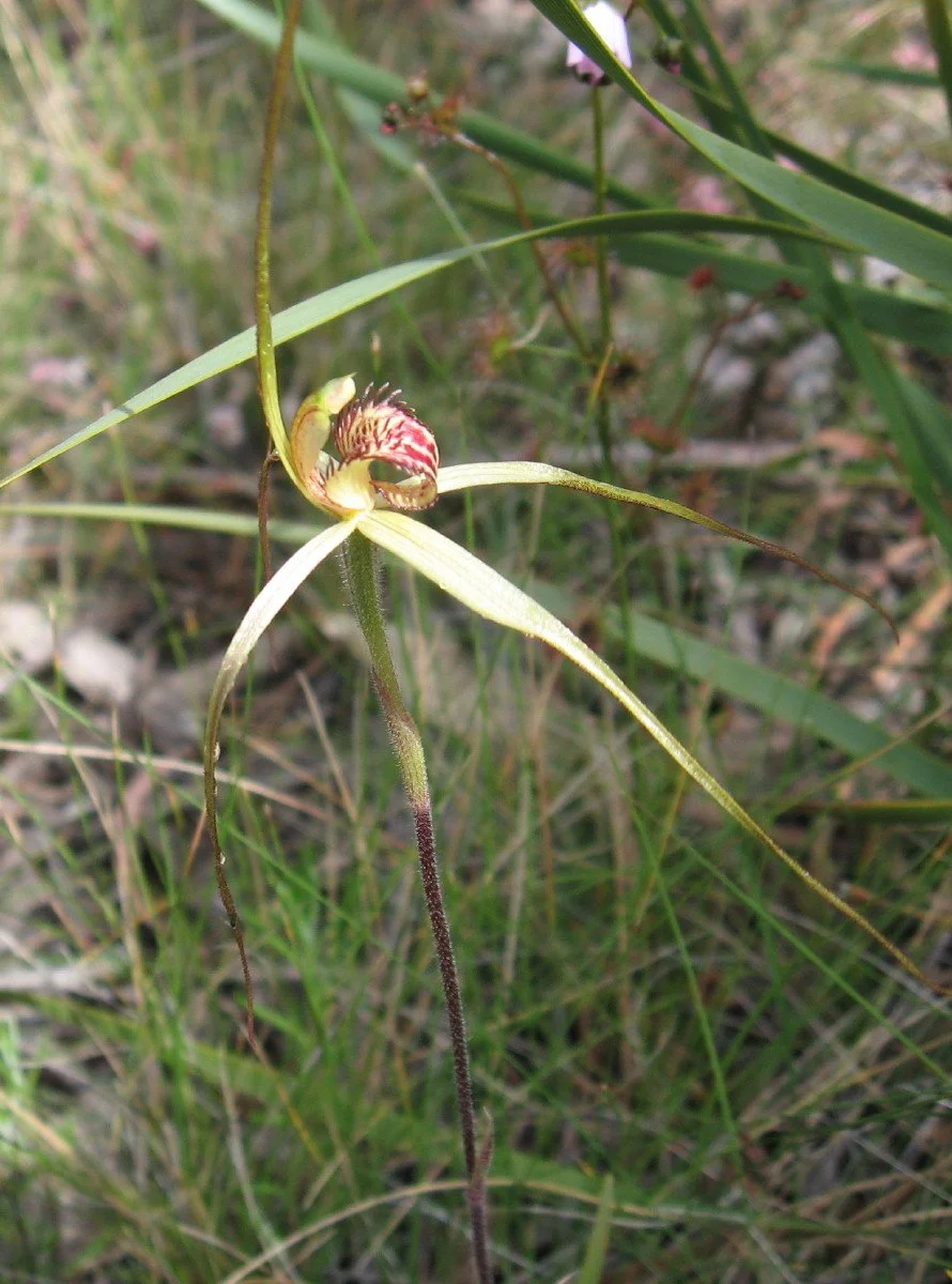 Caladenia echidnachila flower - Fawn Spider Orchid - KL south of Aurora Wayleave track at summit