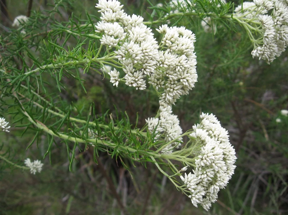 Cassinia aculeata flowers and foliage - Dolly Bush - Knocklofty Reserve (Copy)