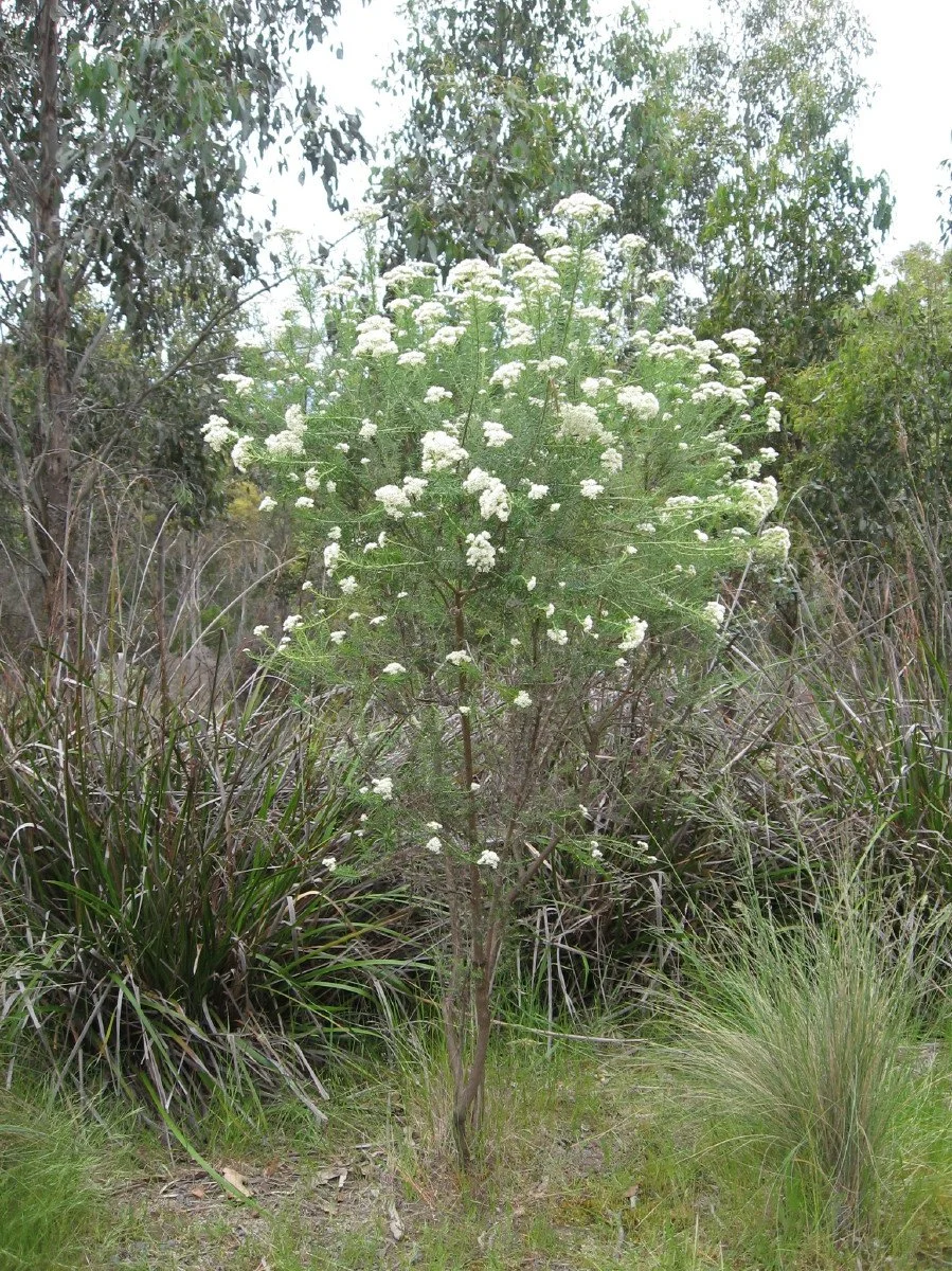 Cassinia aculeata bush - Dolly Bush - Knocklofty Reserve (Copy)