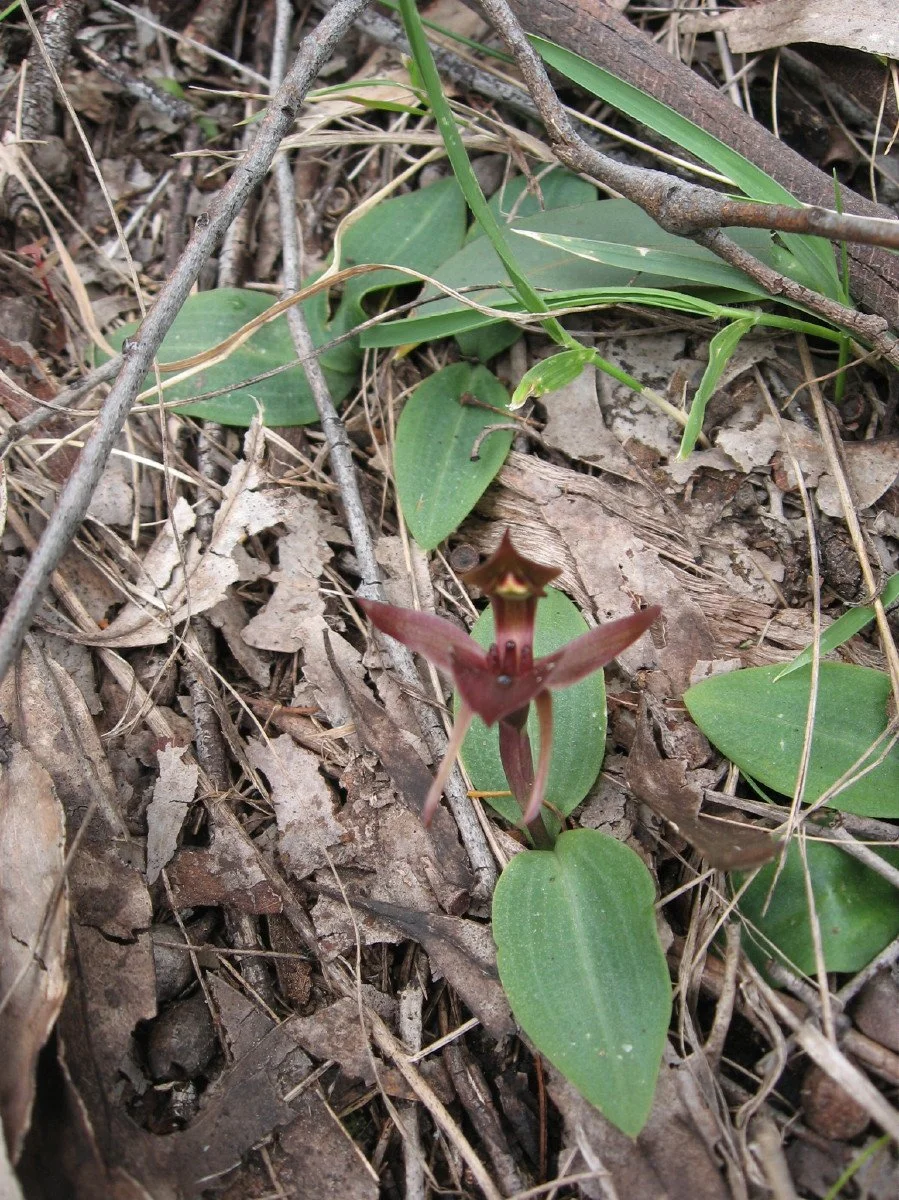 Chiloglottis triceratops calli view - Three Horned Bird Orchid - midway along uphill side of Sandy Spit Track KLR