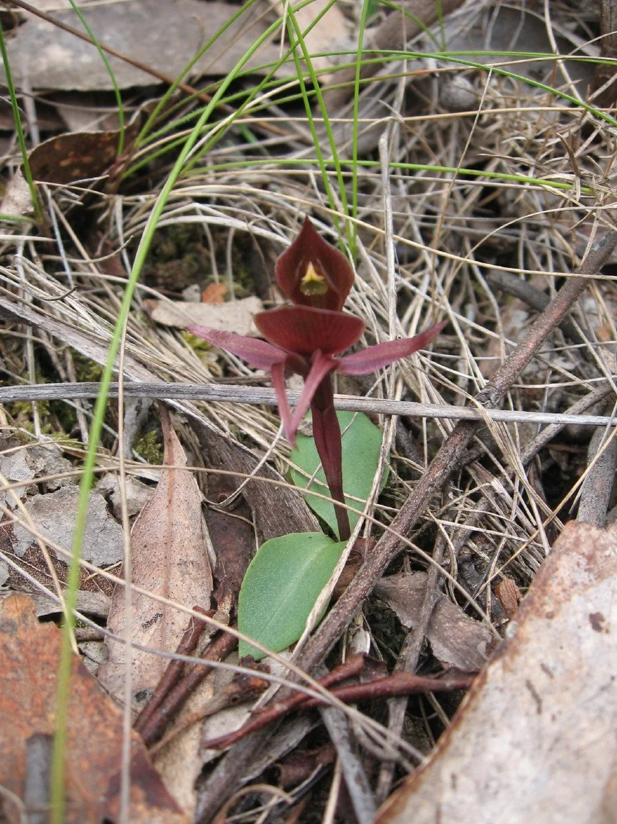 Chiloglottis triceratops calli view - Three Horned Bird Orchid - midway along uphill side of Sandy Spit Track KLR