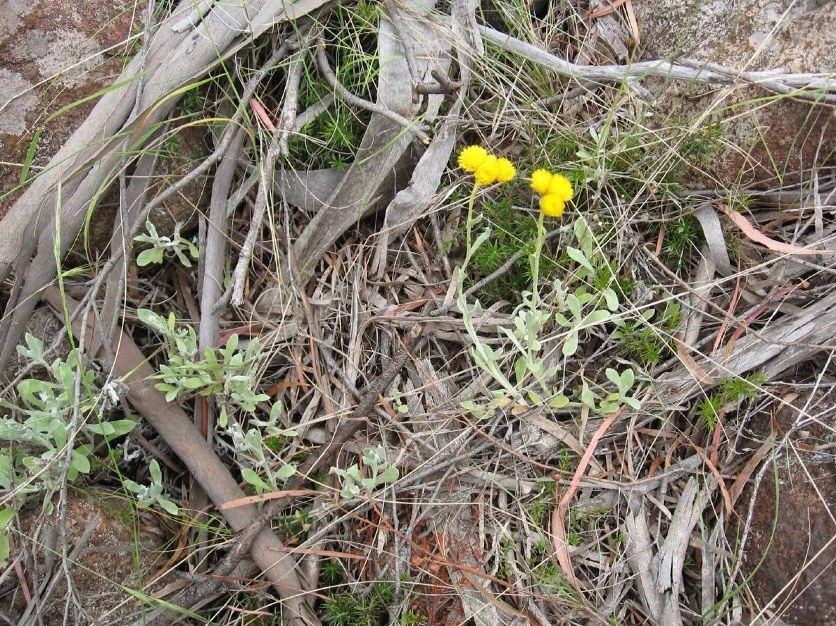 Chrysocephalum apiculatum - Common Everlasting, summit area Knocklofty