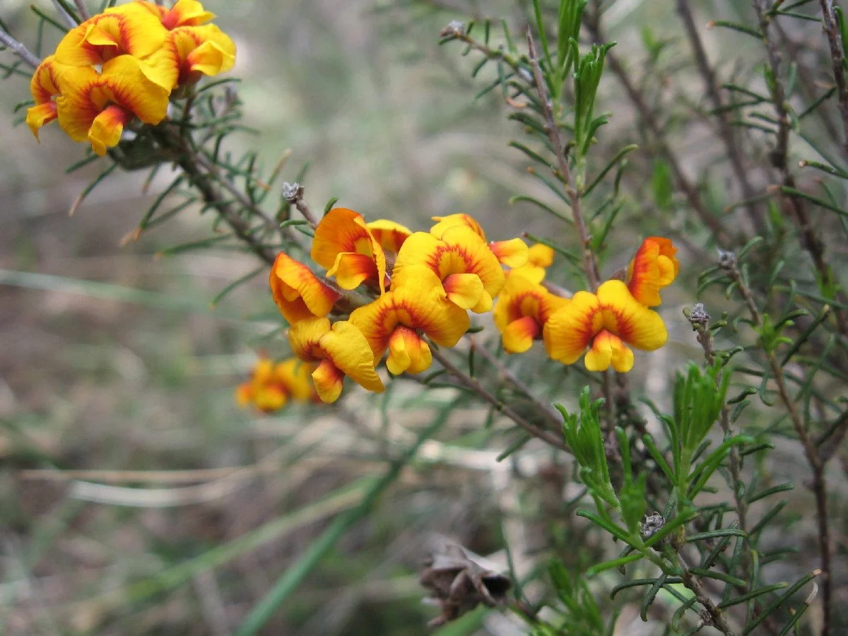 Dillwynia cinerascens flowers - Grey parrot pea - beside Corby Ave Track Knocklofty Reserve