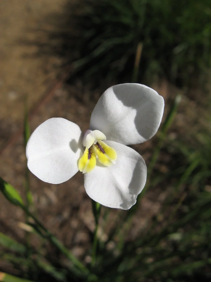 Diplarrena moraea flower