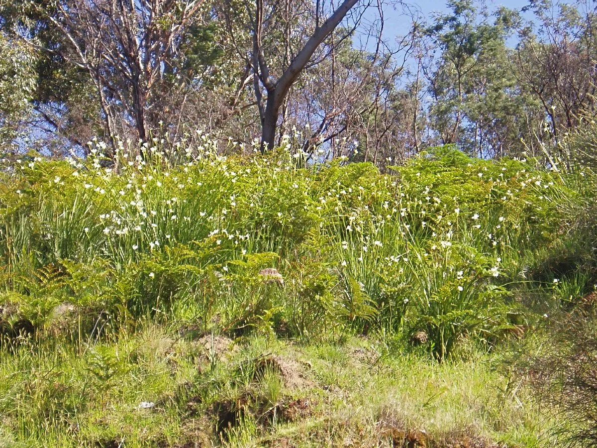 Diplarrena moraea flowering swathe, photo by A. Ault