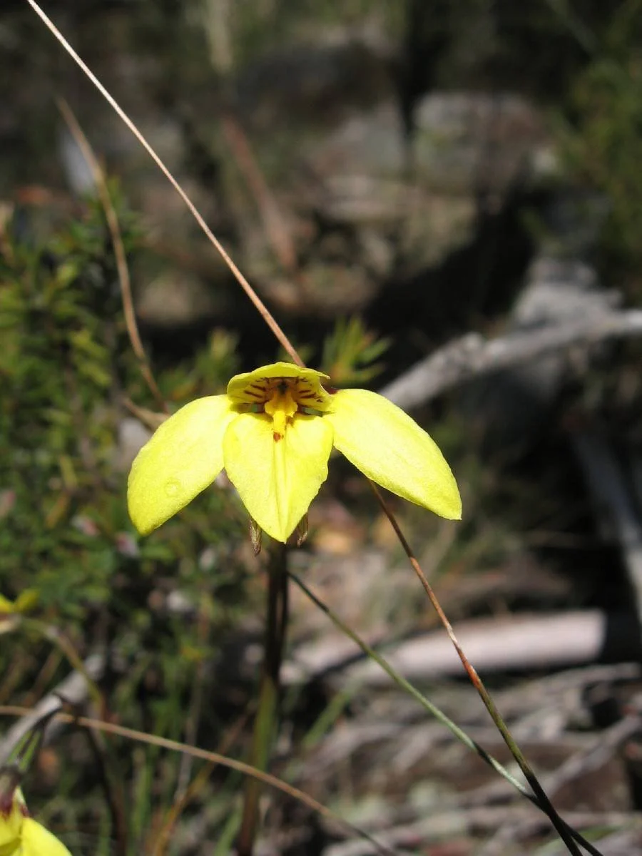 Diuris chryseopsis flower, Common Golden Moths, Mt Stuart end of Knocklofty Reserve