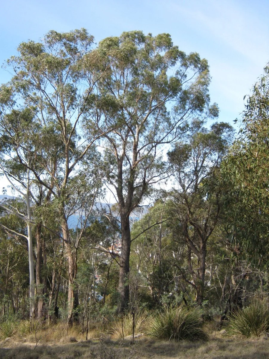 Eucalyptus amygdalina tree, Black peppermint, beside Trig Hill wayleave Knocklofty Reserve